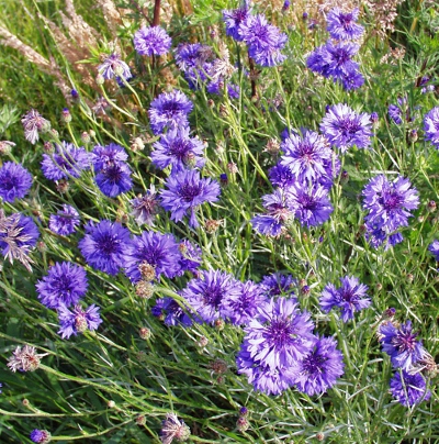 cornflowers