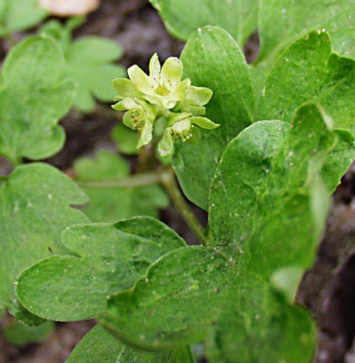Adoxa moschatellina, Moschatel