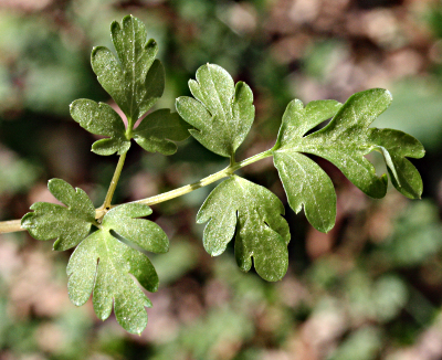 Adoxa moschatellina, Moschatel, ground leaves