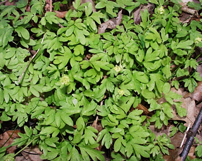 Adoxa moschatellina, Moschatel