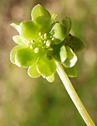 Adoxa moschatellina, Moschatel, inflorescence