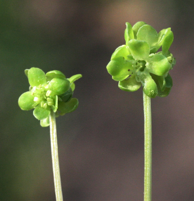 Adoxa moschatellina, Moschatel, Inflorescences