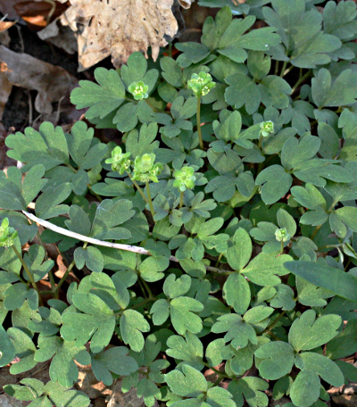 Adoxa moschatellina, Moschatel