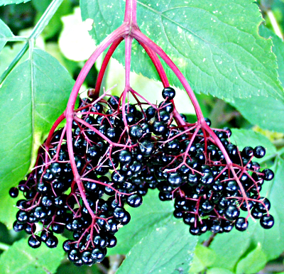 Sambucus nigra, black elder