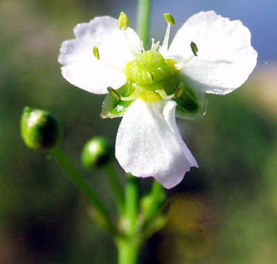 Water plantain (Alisma plantago-aquatica), flower