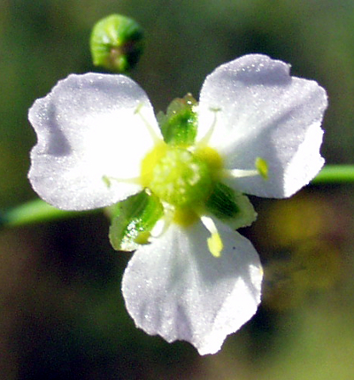 European water-plantain