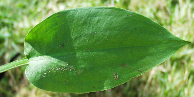European water-plantain (Alisma plantago-aquatica), leaf
