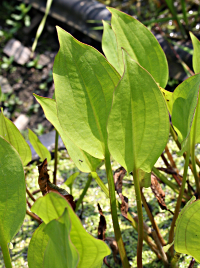 European water-plantain (Alisma plantago-aquatica), leaves