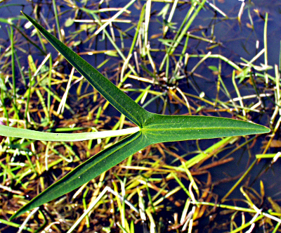 Water plantain (Sagittaria sagittifolia), Leaf