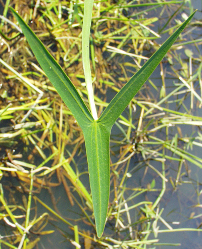 Sagittaria, leaf