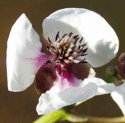 Arrowhead (Sagittaria sagittifolia), flower