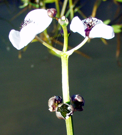 Arrowhead (Sagittaria sagittifolia), inflorescence