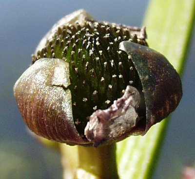 Arrowhead (Sagittaria sagittifolia), infructescence, fruits