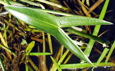 Arrowhead (Sagittaria sagittifolia), leaf