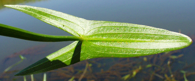 Arrowhead (Sagittaria sagittifolia), leaf underneath