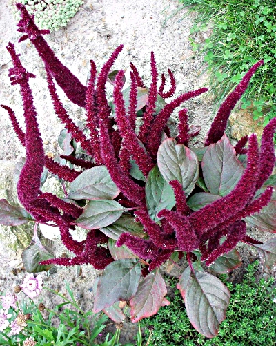 Ornamental Amaranthus