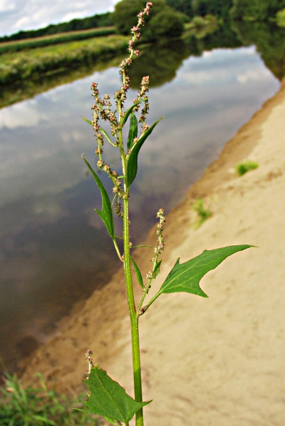 Triangle orache (Atriplex prostrata)