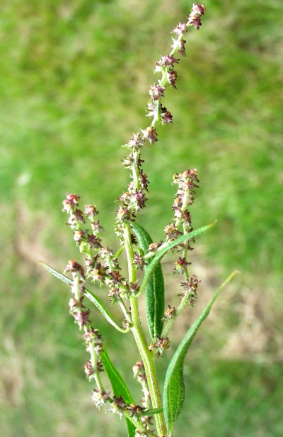 Triangle orache (Atriplex prostrata), inflorescence