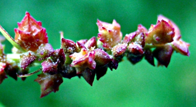 Triangle orache (Atriplex prostrata), infructescence