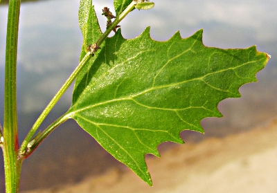 Triangle orache (Atriplex prostrata), leaf