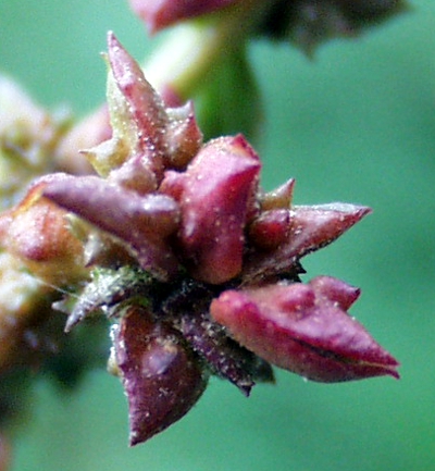Triangle orache (Atriplex prostrata), valves