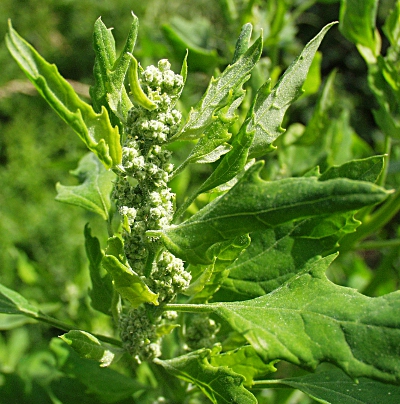 Lamb's quarters, (Chenopodium album), inflorescence