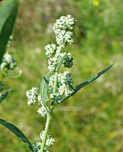 Lamb's quarters (Chenopodium album), inflorescence