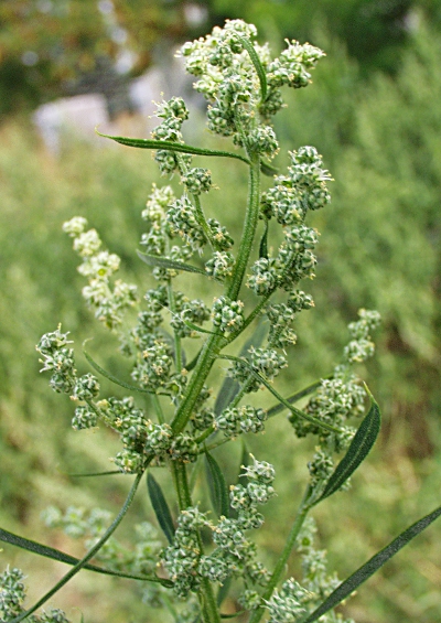Lamb's quarters (Chenopodium album), inflorescence