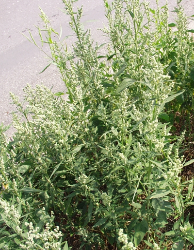 Lamb's quarters (Chenopodium album)