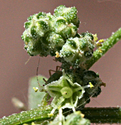 Lamb's quarters, Chenopodium album, inflorescence
