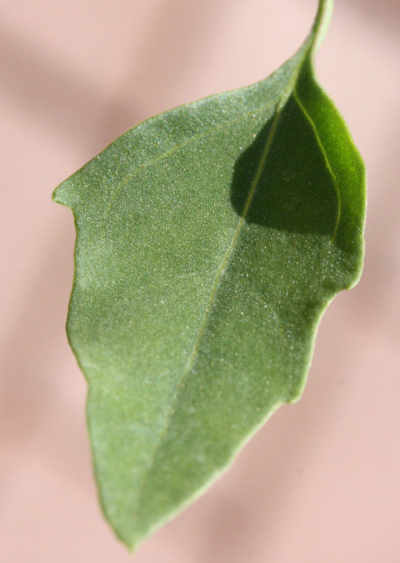 Lamb's quarters (Chenopodium album), leaf