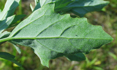 Lamb's quarters, Chenopodium album, leaf underside