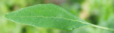 Lamb's quarters, Chenopodium album, leaf