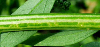 Lamb's quarters, Chenopodium album, stem