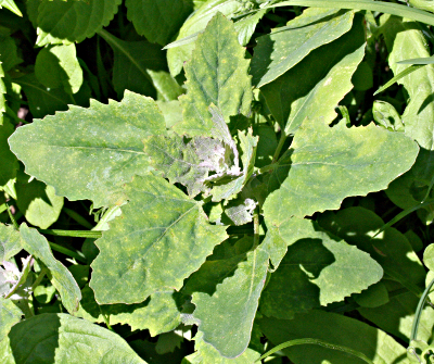Lamb's quarters, Chenopodium album, young