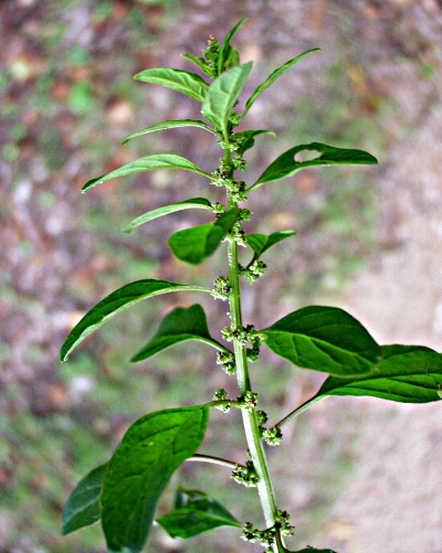 Many-seed goosefoot (Chenopodium polyspermum)