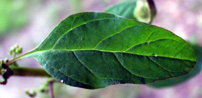 Many-seed goosefoot(Chenopodium polyspermum), leaf