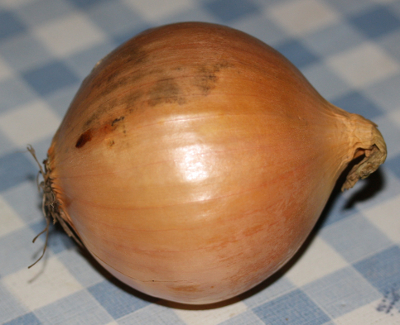 Onion (Allium cepa)