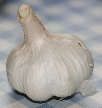 Garlic (Allium sativum)