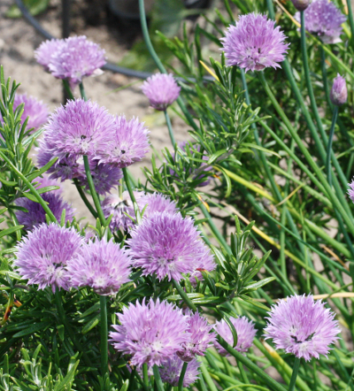 Allium sativum, garlic, flowers
