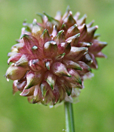 Wild garlic (Allium vineale)