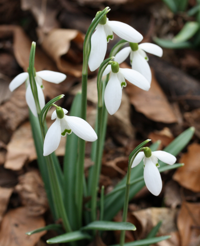 Galanthus nivalis, Common snowdrop