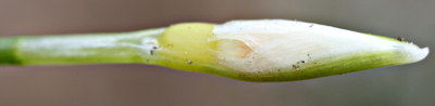 Galanthus nivalis, common snowdrop, bud