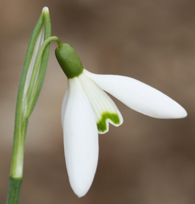 Galanthus nivalis, common snowdrop, flower