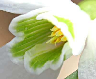 Galanthus nivalis, common snowdrop, inside of a flower