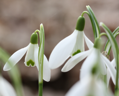 Galanthus nivalis, common snowdrop, flowers