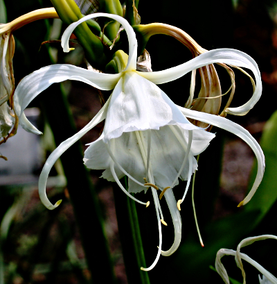 Hymenocallis