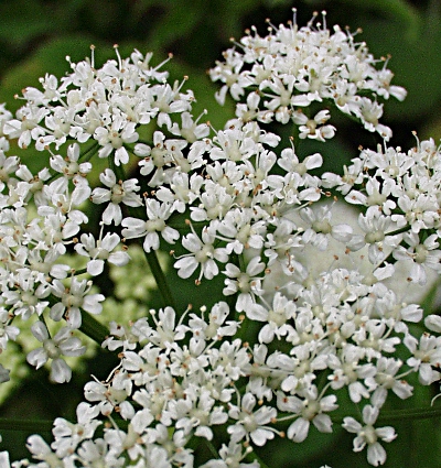 Goutweed, Aegopodium podagraria, inflorescence