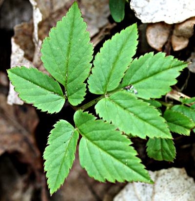 Aegopodium podagraria, ground elder, leaf