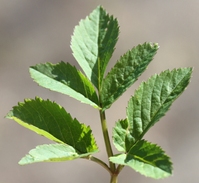 Goutweed, Aegopodium podagraria, leaf
